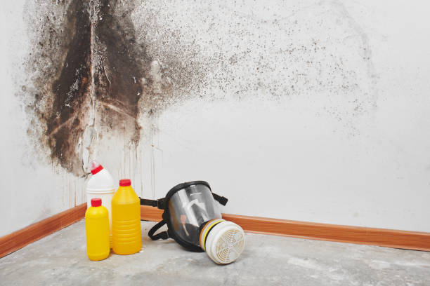 Professional Mold Remediation in Puyallup, WA