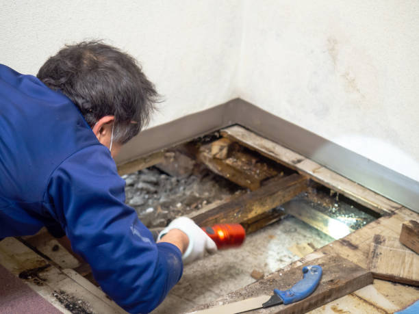 Best HVAC Mold Remediation in Puyallup, WA