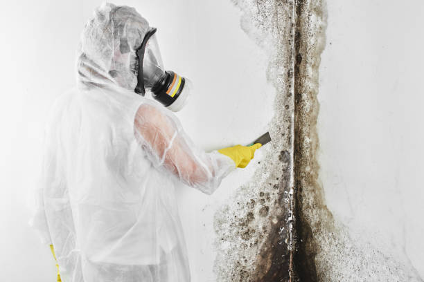 Best Post-Flood Mold Remediation in Puyallup, WA