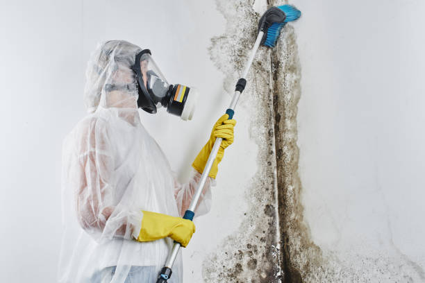 Best Basement Mold Remediation in Puyallup, WA