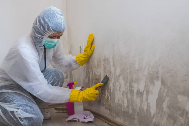 Best Mold Remediation for Schools in Puyallup, WA