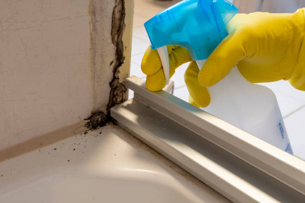 Best DIY Mold Remediation Support Services in Puyallup, WA