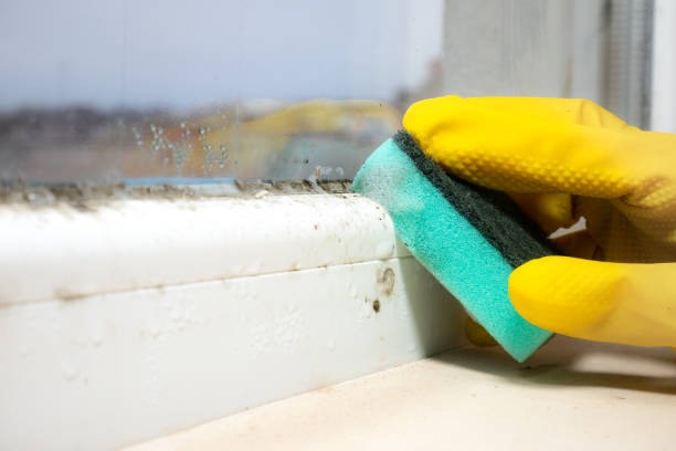 Best Black Mold Remediation in Puyallup, WA