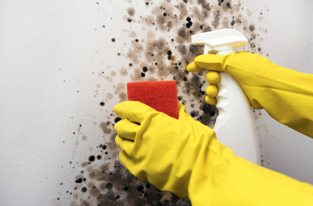 Best Residential Mold Remediation in Puyallup, WA