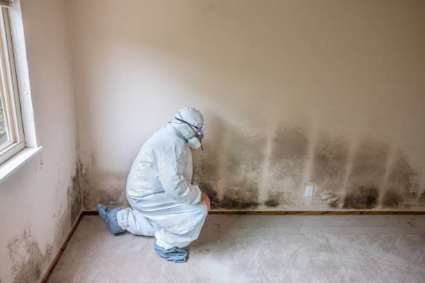 Best Residential Mold Remediation in Puyallup, WA